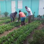 Escuela caimanerenses buscan alternativas para la alimentación de sus educandos