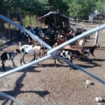 Avanza cría de ganado menor en Cayamo