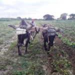 Delegados caimanerenses analizan programa alimentario