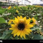Vivero de Cayamo inmerso en producción de flores (+Video)