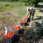 Buenos resultados en la cosecha de tomate en Cayamo