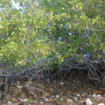 Forestal de Caimanera en la salvaguarda de la Naturaleza