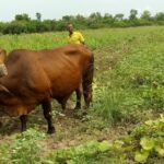 Pasión por trabajar la tierra con bueyes